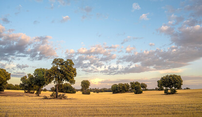 Paisaje de castilla en verano