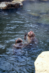 Japanese Macaques Relaxing in Hot Spring