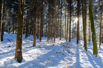 Winterwald