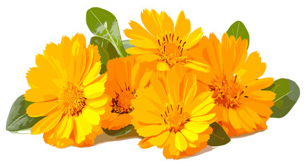 Freshly bloomed calendula flowers with rich green leaves displayed on a pure white background, emphasizing their vibrant colors and texture.
