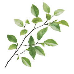 Fototapeta premium Realistic Botanical Green Leaf Branch with Natural Details