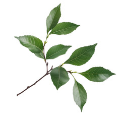 Fototapeta premium Realistic Botanical Green Leaf Branch with Natural Details