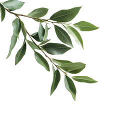 Fototapeta premium Realistic Botanical Green Leaf Branch with Natural Details