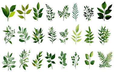 Tropical leaves, diverse greenery plants, and herbal forest leaf collection, designed to enhance any space with the vibrant and fresh atmosphere of nature.