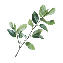 Fototapeta premium Realistic Botanical Green Leaf Branch with Natural Details