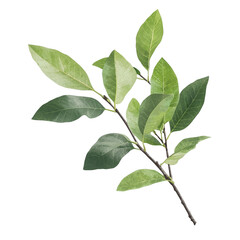 Fototapeta premium Realistic Botanical Green Leaf Branch with Natural Details