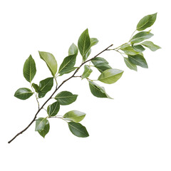 Fototapeta premium Realistic Botanical Green Leaf Branch with Natural Details