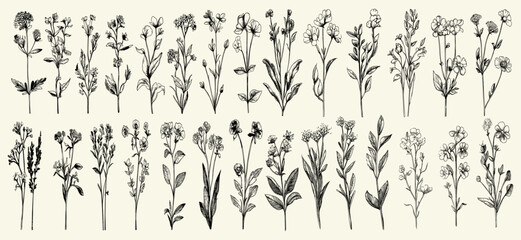 Hand-drawn watercolor collection of vintage botanical plants, medicinal herbs, and sketches of medical herbs and plants.