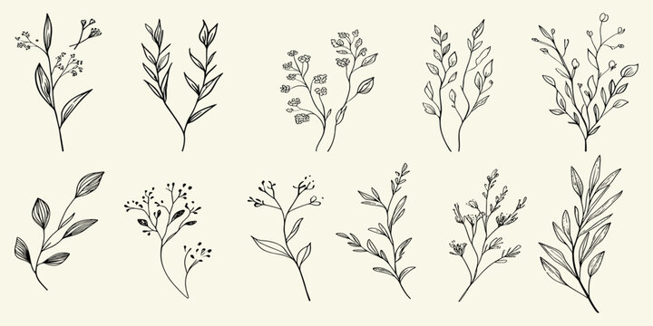 Hand drawn wedding herb, botanical rustic design with elegant leaves, floral branch, homeplant for save the date invitation card.