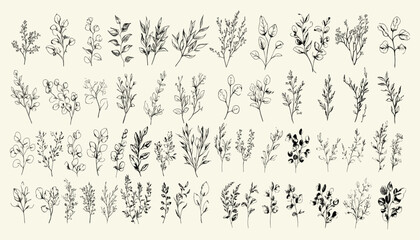 Trendy minimalist flowers and botanical greenery, hand-drawn wedding herb for rustic invitations, elegant floral branch and leaves for save-the-date cards.