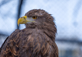 White-tailed eagle's head close-up.