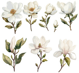 White magnolia flower watercolor set, hand-drawn floral illustration for greeting cards, invitations, and print designs, isolated on white background. © aura studio