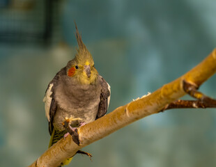 A corella parrot on a tree branch in close-up.