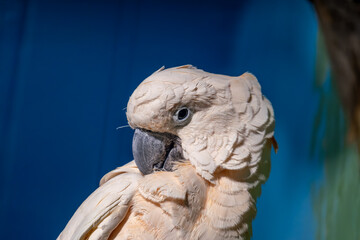 Grey cockatoo parrot on a tree branch close-up.