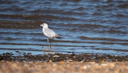 Ring Billed Gull