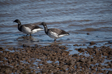 Brant
