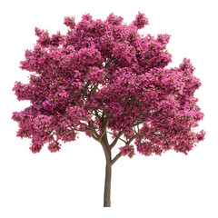Obraz premium A blooming tree filled with dense pink or magenta flowers stands prominently isolated on a pure transparent background for landscaping mockups.