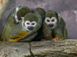 an ordinary squirrel monkey at the zoo.