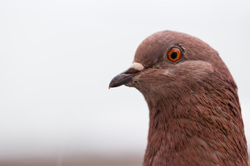 Profile portrait of brown pigeon on grey background. Pigeon Head. Wild street dove. Selective focus