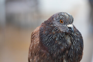 Portrait of grey brown pigeon on gray blurred background. Selective focus
