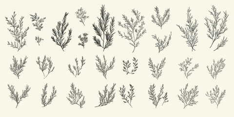 Juniper floral branch set, elegant hand-drawn winter wedding herb, rustic trendy greenery, logo for save the date invitation.