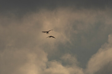 Bald Eagles fly over the Delaware River