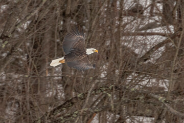 Bald Eagle flies over the Delaware River