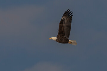 Bald Eagle flies over the Delaware River