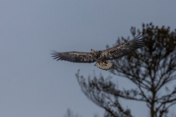 Sub-adult Bald Eagle flies over the Delaware River