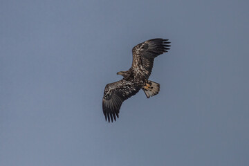 Obraz premium Sub-adult Bald Eagle flies over the Delaware River