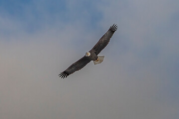 Bald Eagle flies over the Delaware River