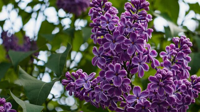 ilac flowers in full bloom, showcasing delicate purple petals with white edges.