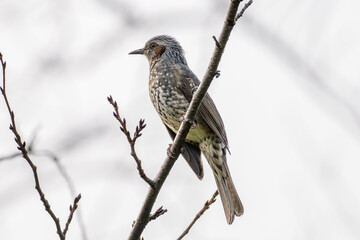 枝にとまるヒヨドリ