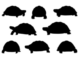 TORTOISE SILHOUETTE ON WHITE BACKGROUND