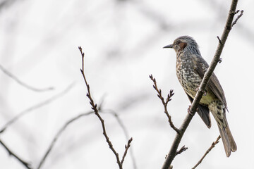 枝にとまるヒヨドリ