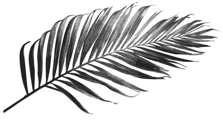 Aged Texture Monochrome Palm Leaf Illustration, Vintage Botanical Art for Unique and Eye-Catching Home Decor