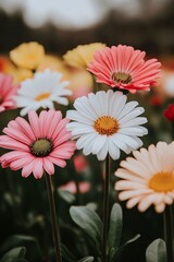 Obraz premium Beautiful Meadow Vibrant Pink, White Yellow Daisies in Full Bloom, Natural Daylight