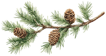 Old botanical drawing of a cedar tree branch wit