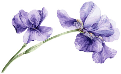 Old botanical drawing of a purple iris flower wi