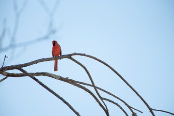 Northern Cardinal