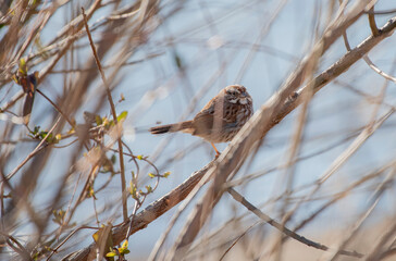 Song Sparrow