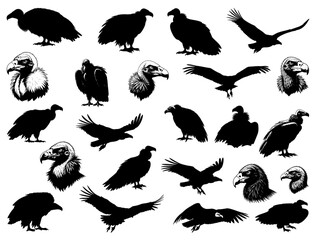 VULTURE SILHOUETTE ON WHITE BACKGROUND