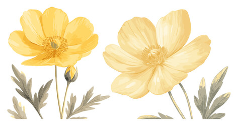 A beautiful old botanical illustration of a buttercup flower, rendered in soft yellow hues, with detailed leaf patterns and a vintage floral art style, ideal for lovers of classic botanical art.