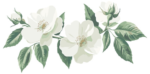 Christmas rose botanical illustration, capturing the essence of festive beauty in vintage style, with soft white and green hues perfect for holiday displays.