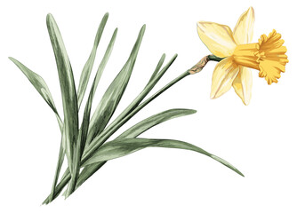 Old botanical illustration of a daffodil flower in soft yellow and green hues, vintage floral art with intricate details on stems and leaves