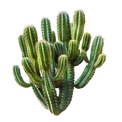 Lush Green Cactus with Tall Stems and Sharp Spines on White Background