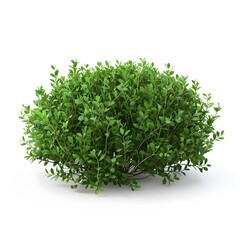 Fototapeta premium Lush Green Shrub with Vibrant Foliage for Garden Design and Landscape