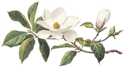 Soft white magnolia flower illustration with lush green leaves, vintage Christmas theme, elegant botanical design for holiday décor. © aura studio