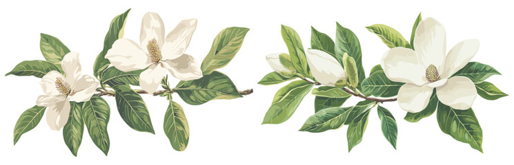 Christmas-themed vintage botanical magnolia illustration with soft white petals, lush green leaves, great for holiday décor. © aura studio