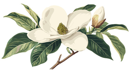 Botanical vintage illustration of magnolia flower in soft white, lush green leaves, ideal for creating Christmas-themed ambiance.